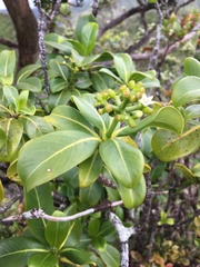 Psychotria mariniana