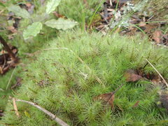 Dicranoloma dicarpum