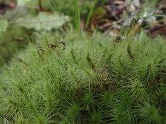 Dicranoloma dicarpum