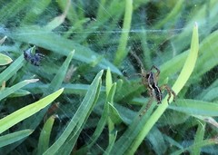 Ostearius melanopygius