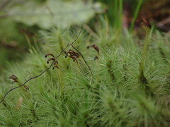 Dicranoloma dicarpum