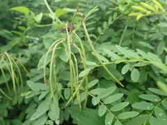 Vicia cracca