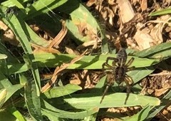 Ostearius melanopygius