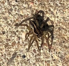 Ostearius melanopygius