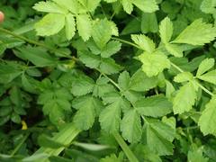Astilbe microphylla