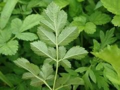 Astilbe microphylla