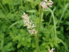 Astilbe microphylla
