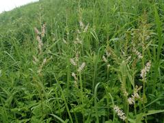 Astilbe microphylla