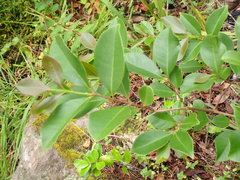 Psidium cattleyanum