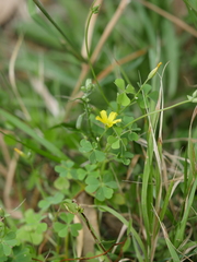 Oxalis rubens