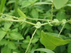 Persicaria perfoliata