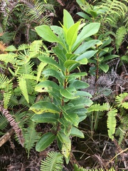 Wikstroemia oahuensis