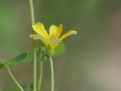 Oxalis rubens