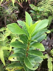 Wikstroemia oahuensis