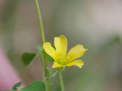 Oxalis rubens