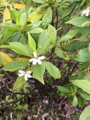 Scaevola gaudichaudiana