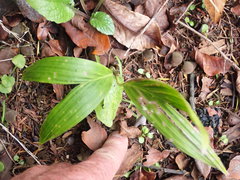 Archontophoenix cunninghamiana