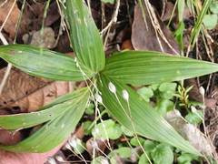 Archontophoenix cunninghamiana