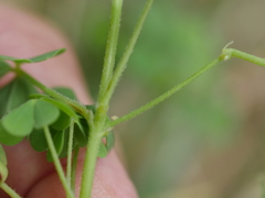 Oxalis rubens