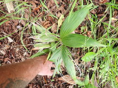 Archontophoenix cunninghamiana