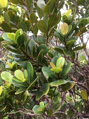 Syzygium sandwicense