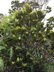 Syzygium sandwicense