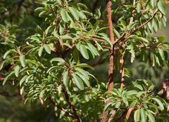 Arbutus arizonica