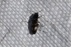 Selatosomus suckleyi