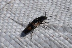 Selatosomus suckleyi