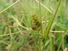 Carex neurocarpa