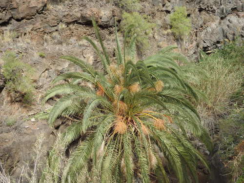 Phoenix canariensis
