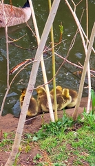 Branta canadensis