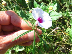 Ipomoea ternifolia
