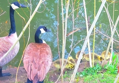 Branta canadensis
