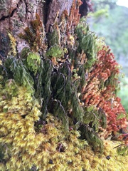 Hymenophyllum lanceolatum