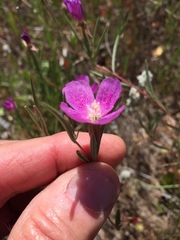 Clarkia affinis