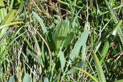 Sericocarpus rigidus