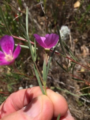 Clarkia affinis