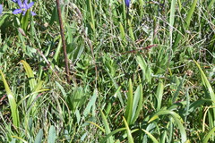 Sericocarpus rigidus