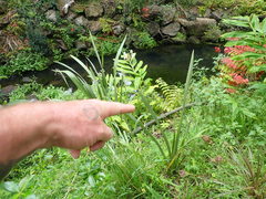 Hedychium flavescens