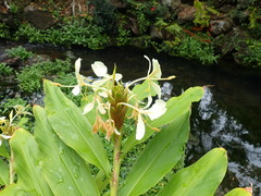 Hedychium flavescens