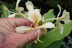 Hedychium flavescens