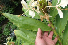 Hedychium flavescens