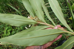 Hedychium flavescens