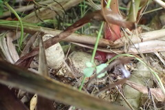 Hedychium flavescens