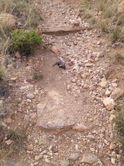 Heloderma suspectum cinctum