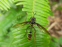 Monoceromyia javana