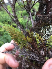 Adenophorus tamariscinus