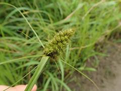 Carex neurocarpa