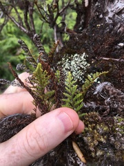 Adenophorus tamariscinus